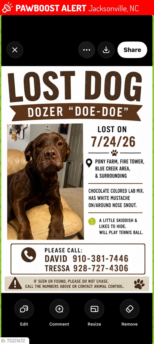 Lost Male Dog last seen Greystone subdivision, Jacksonville, NC 28540