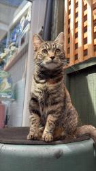 Reunited Female Cat last seen Southfields, Greater London, England SW18 5TY