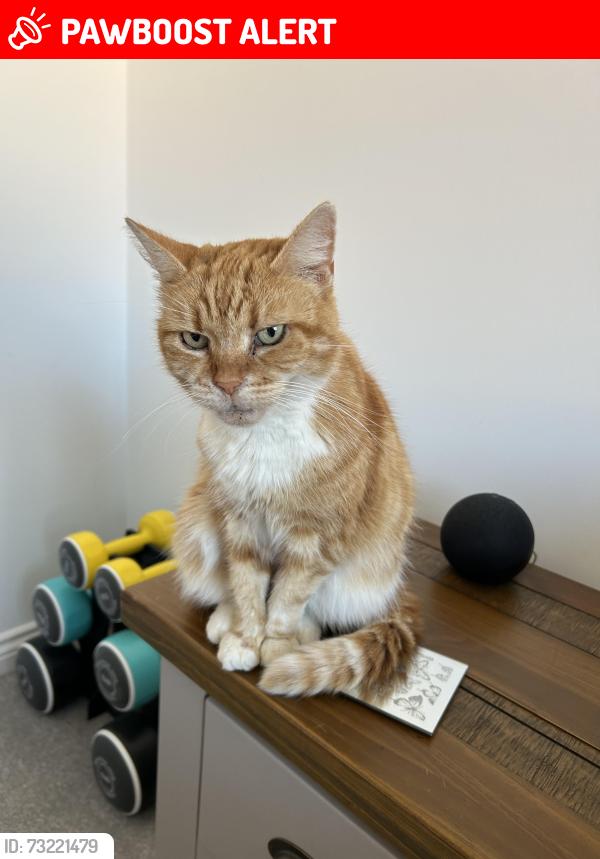 Lost Male Cat last seen Stanton Hill, Stanton Hill, England NG17 3LR
