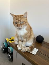 Lost Male Cat last seen Stanton Hill, Stanton Hill, England NG17 3LR