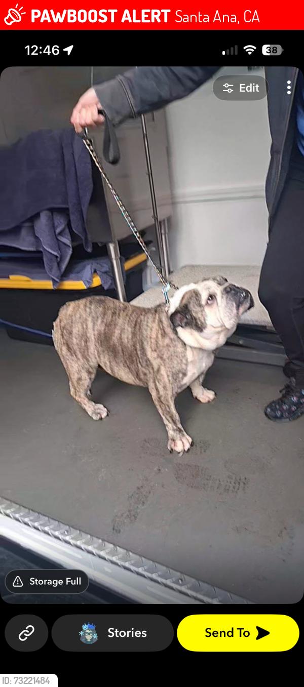 Lost Female Dog last seen Hickory /Gertrude at, Santa Ana, CA 92707