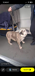 Lost Female Dog last seen Hickory /Gertrude at, Santa Ana, CA 92707