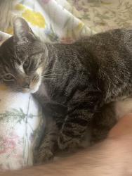 Lost Female Cat last seen Channel island and Ventura rd, Port Hueneme, CA 93041