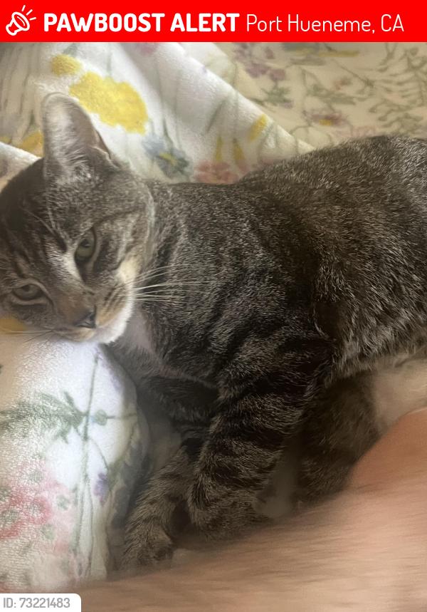 Lost Female Cat last seen Channel island and Ventura rd, Port Hueneme, CA 93041