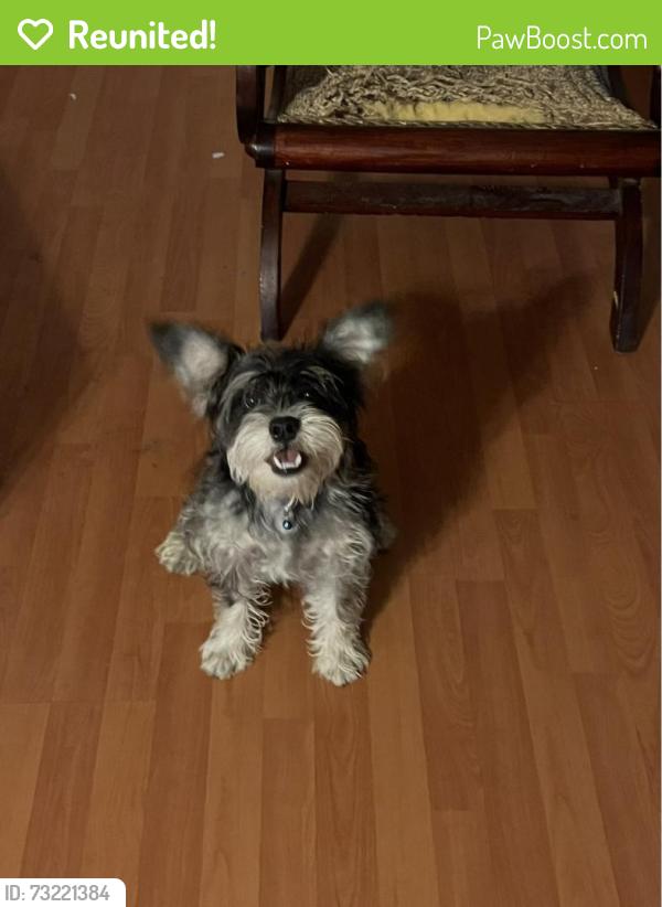 Reunited Male Dog last seen Torrey Pines & Harmon, Las Vegas, NV 89103