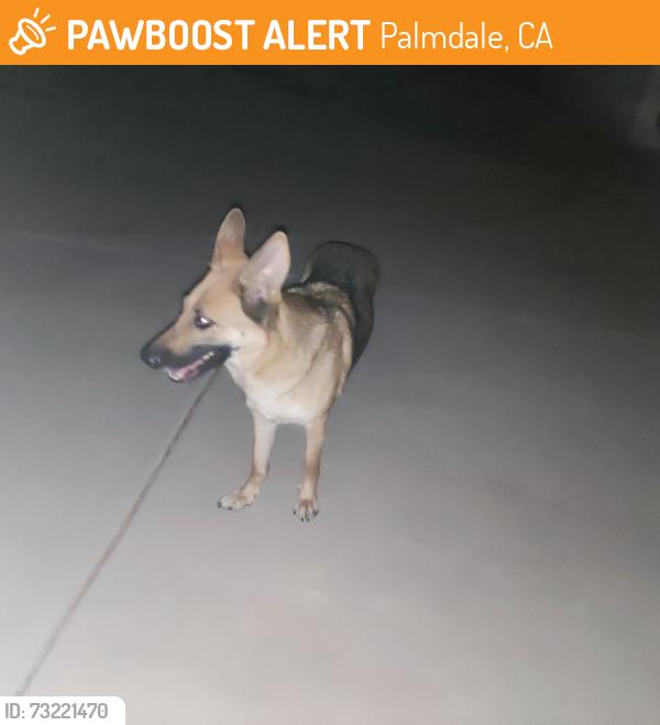Found/Stray Female Dog last seen Near East Ave R6, PALMDALE, CA 93550, Palmdale, CA 93550