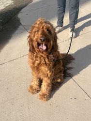 Reunited Male Dog last seen Near Beachwood Dr, Walled Lake, MI 48390, USA, Walled Lake, MI 48390