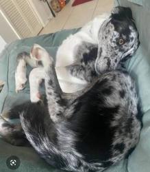 Found/Stray Unknown Dog last seen pic is of similar dog, West Hollywood, CA 90069