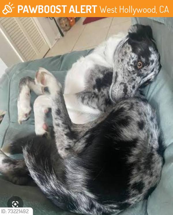 Found/Stray Unknown Dog last seen pic is of similar dog, West Hollywood, CA 90069