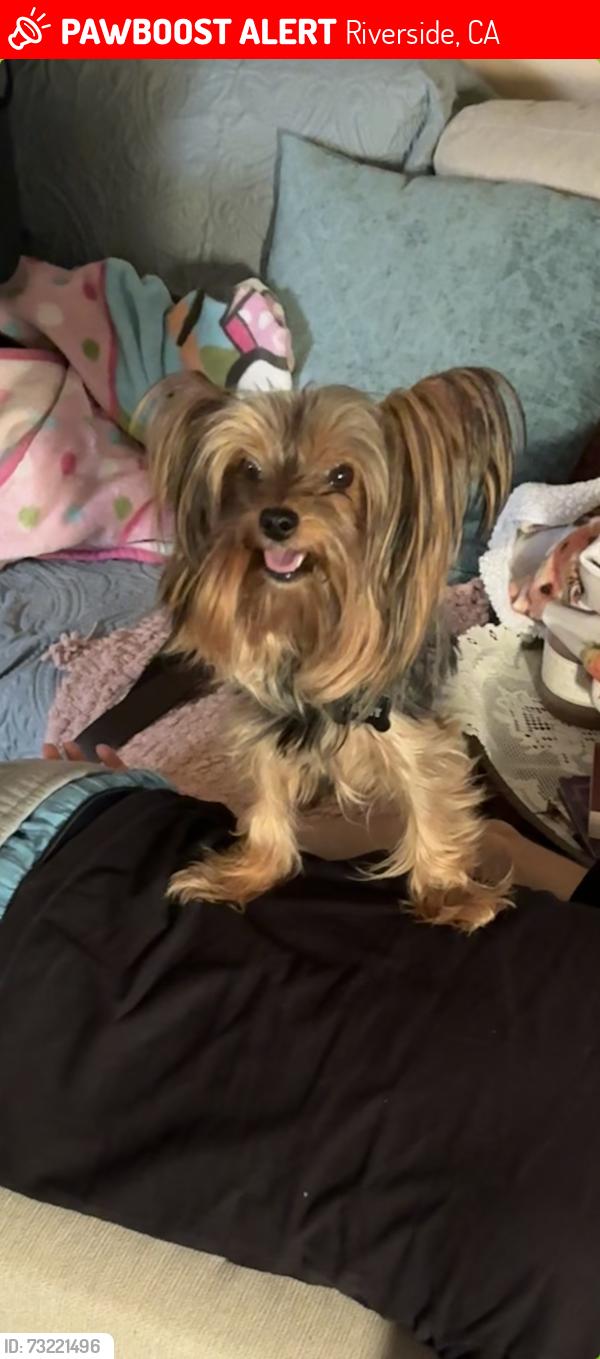 Lost Male Dog last seen Lakepointe Dr, Riverside, CA 92503