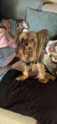 Lost Male Dog last seen Lakepointe Dr, Riverside, CA 92503