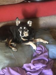 Lost Female Dog last seen Pullman acres, Amarillo, TX 79118