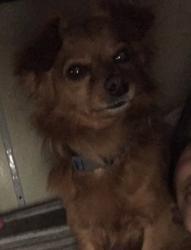 Lost Male Dog last seen Outside the hse, Los Angeles, CA 90037