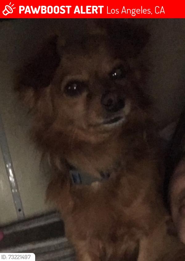Lost Male Dog last seen Outside the hse, Los Angeles, CA 90037