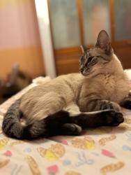 Found/Stray Female Cat last seen Guajome Park, Vista, CA 92056