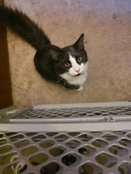 Lost Male Cat last seen Cedar ridge townhouses, Rapid City, SD 57702