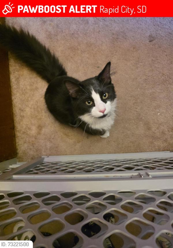 Lost Male Cat last seen Cedar ridge townhouses, Rapid City, SD 57702