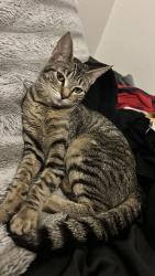 Reunited Female Cat last seen symington way st, Sacramento, CA 95829