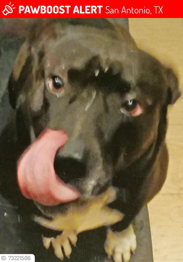 Lost Male Dog last seen 36st at the Pan am apmts, San Antonio, TX 78237