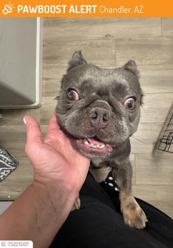 Found/Stray Male Dog last seen Dobson & Germann, Chandler, AZ 85286