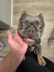 Found/Stray Male Dog last seen Dobson & Germann, Chandler, AZ 85286