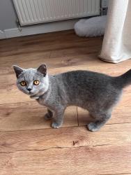 Reunited Male Cat last seen Longbridge Island, Rednal, England B45 8XU