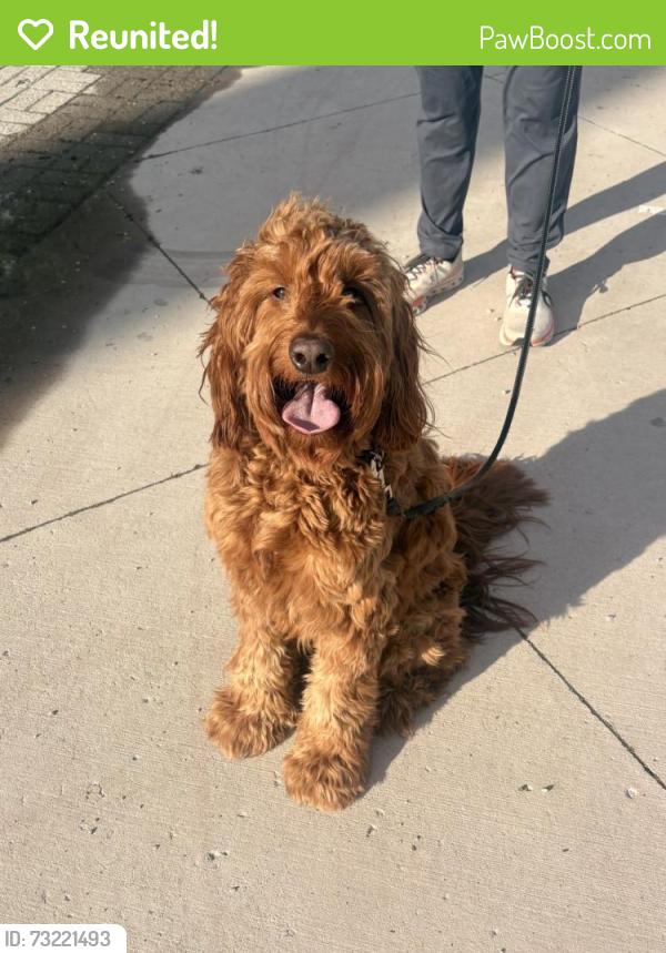 Reunited Male Dog last seen Near Beachwood Dr, Walled Lake, MI 48390, USA, Walled Lake, MI 48390