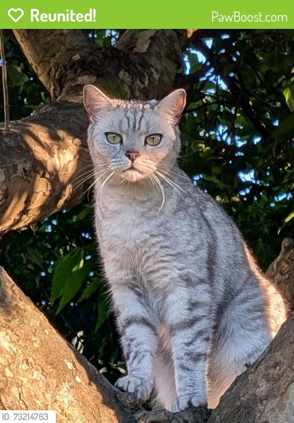 Reunited Male Cat last seen Minster Way, Claverton Down, England BA2 6RH