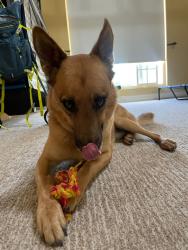Shelter Stray Male Dog last seen Near W Mission Road, San Marcos, CA, 92069, Escondido, CA 92027, USA