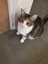 Reunited Female Cat last seen Oak st, Chico, CA 95928