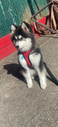 Lost Male Dog last seen Hazleton 553 peace street, Hazleton, PA 18201