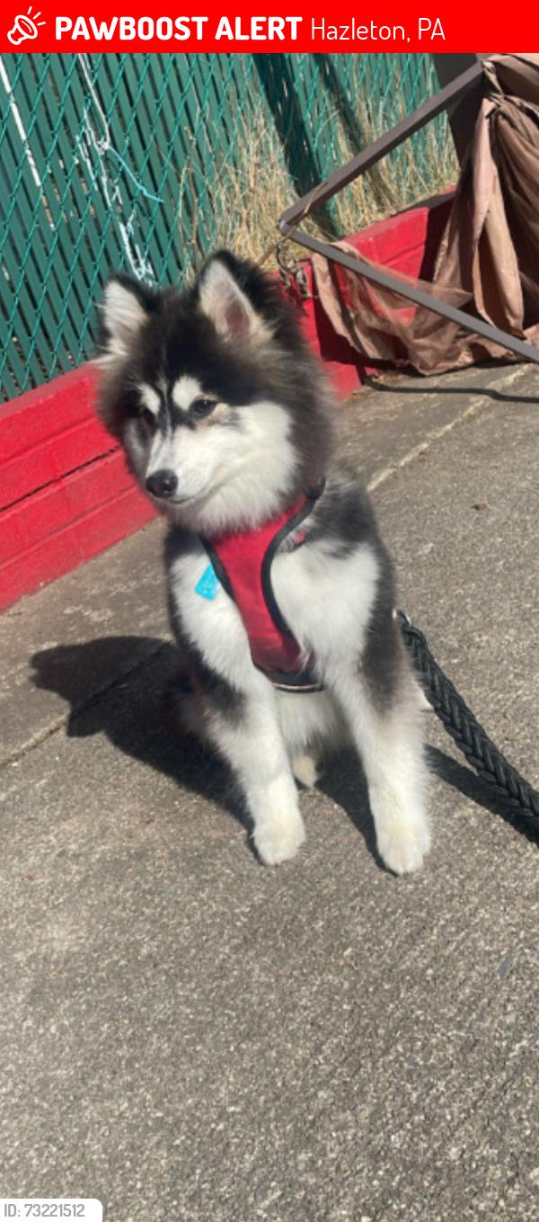 Lost Male Dog last seen Hazleton 553 peace street, Hazleton, PA 18201