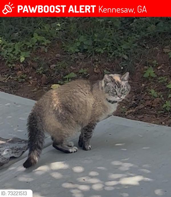 Lost Female Cat last seen Palmer Middle school, Kennesaw, GA 30144