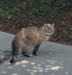 Lost Female Cat last seen Palmer Middle school, Kennesaw, GA 30144
