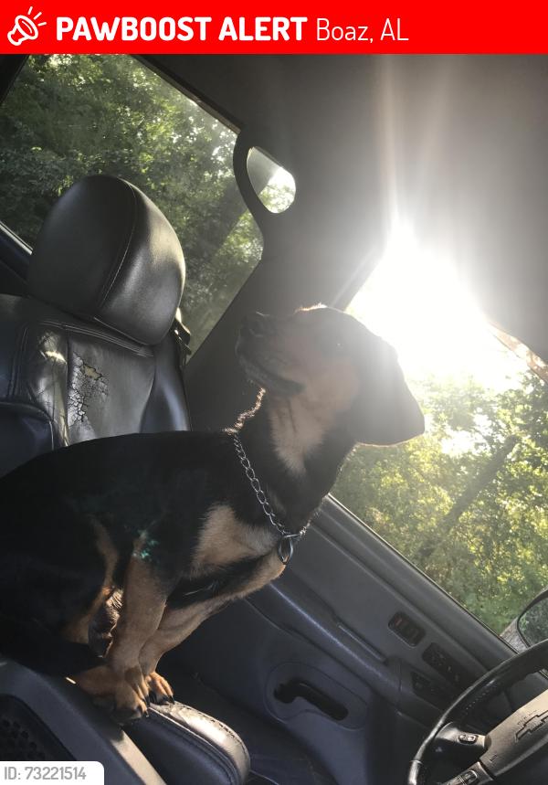 Lost Male Dog last seen Near Williams rd, Boaz, AL 35957