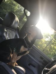 Lost Male Dog last seen Near Williams rd, Boaz, AL 35957