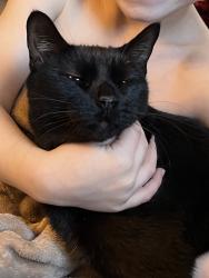 Lost Female Cat last seen Park Center, Houston, TX 77059
