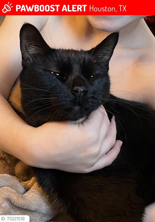 Lost Female Cat last seen Park Center, Houston, TX 77059