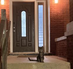 Reunited Male Cat last seen N Central Park Ave between W Thomas St & W Augusta Blvd, Chicago, IL 60651