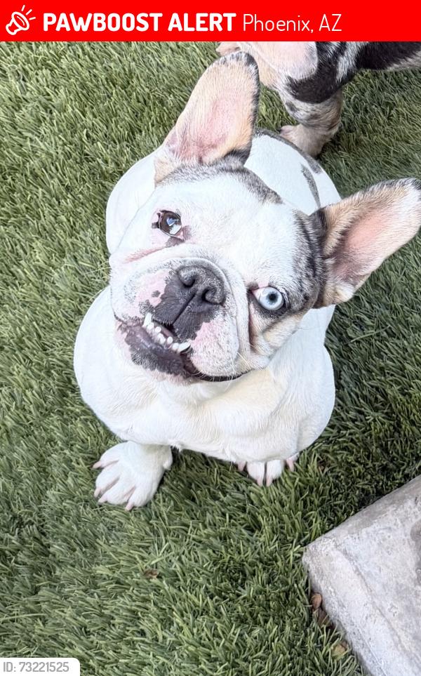 Lost Female Dog last seen Near n 30th ave, Phoenix, AZ 85017