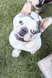 Lost Female Dog last seen Near n 30th ave, Phoenix, AZ 85017