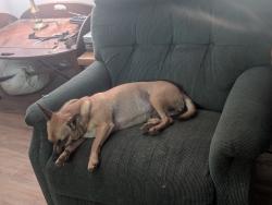 Lost Female Dog last seen Marshall Kelly rd wahalla sc 29693, Walhalla, SC 29672