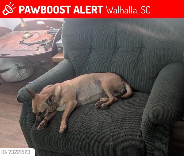 Lost Female Dog last seen Marshall Kelly rd wahalla sc 29693, Walhalla, SC 29672