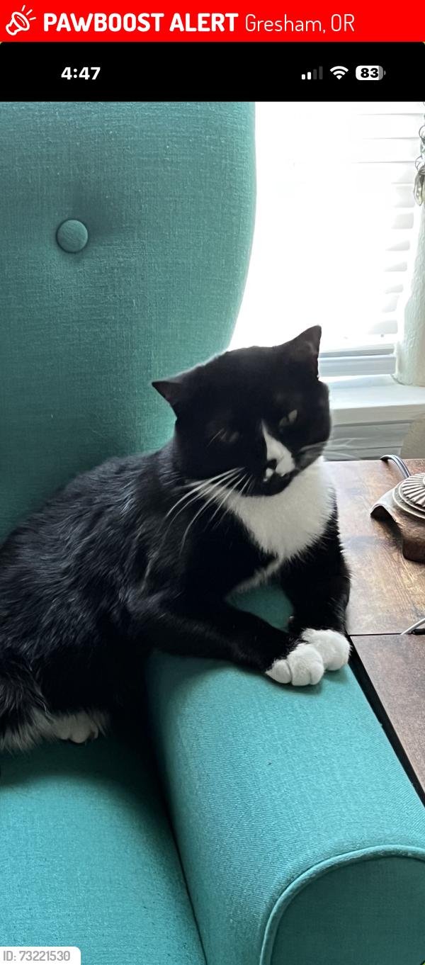 Lost Male Cat last seen Blue pin grill and bar, Gresham, OR 97080