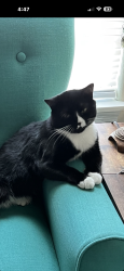 Lost Male Cat last seen Blue pin grill and bar, Gresham, OR 97080