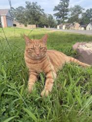Lost Male Cat last seen Carpenter dam, restful ridge, Hot Springs, AR 71913