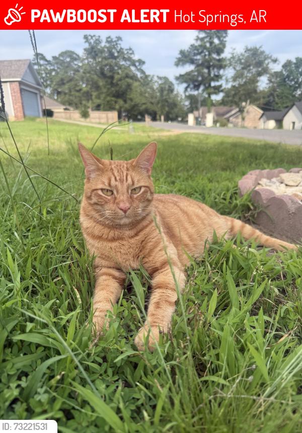 Lost Male Cat last seen Carpenter dam, restful ridge, Hot Springs, AR 71913