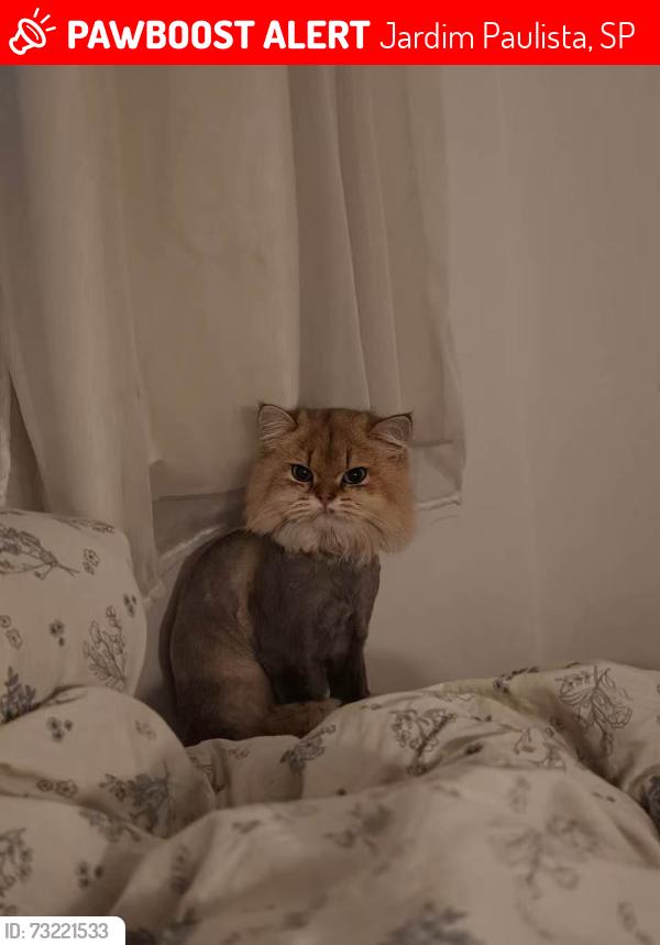 Lost Male Cat last seen Avenida Jaú, Jardim Paulista, SP 