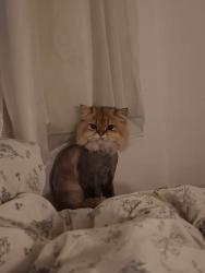 Lost Male Cat last seen Avenida Jaú, Jardim Paulista, SP 