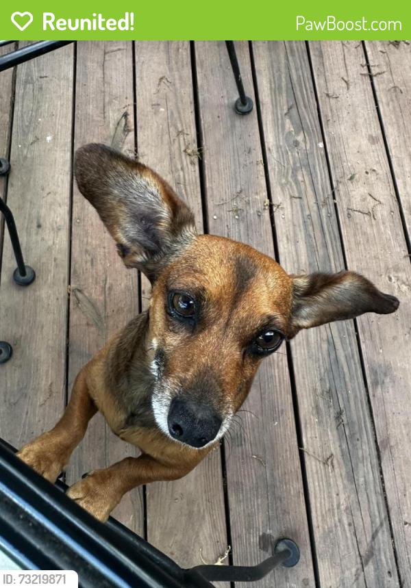 Reunited Female Dog last seen Hale rd, daisy dallas RD, Hixson, TN 37343